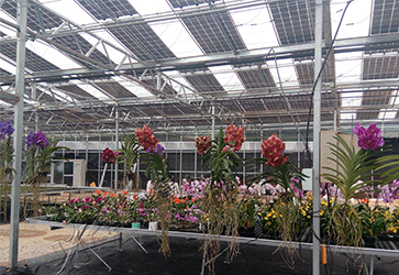 Smart Glass Greenhouse Project in Sa···