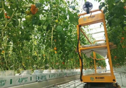 Venlo Glass Greenhouse