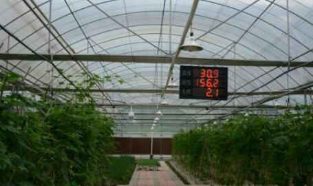 agricultural glass greenhouse