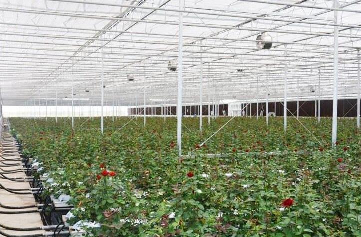 Commonly used ventilation methods in glass greenhouses