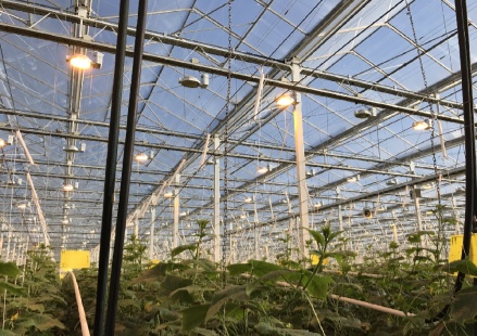 Doef’s Greenhouses_副本