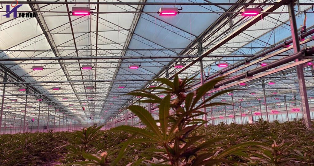 Medisun Inc Glass Greenhouse Project1_副本