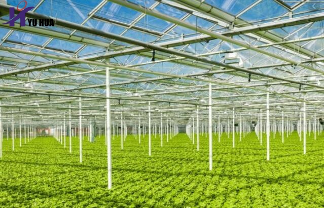 Alghanim farms4_副本