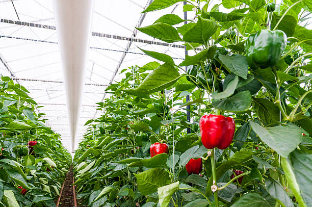 Southern Paprika4