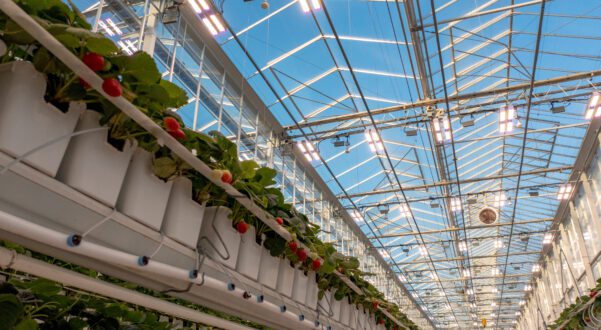 Greenhouse diffused glass, horticulture glass
