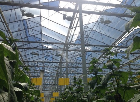 Doef’s Glass Greenhouse