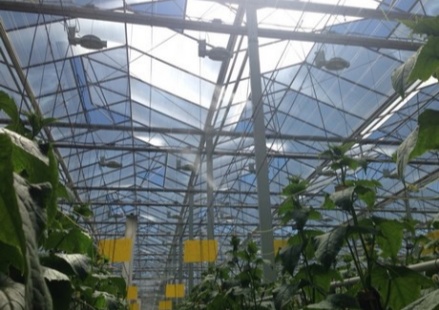 Greenhouse horticultural glass