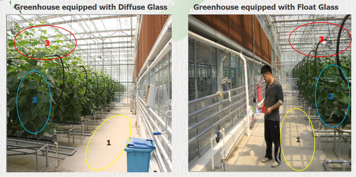 Yuhua diffuse greenhouse glass