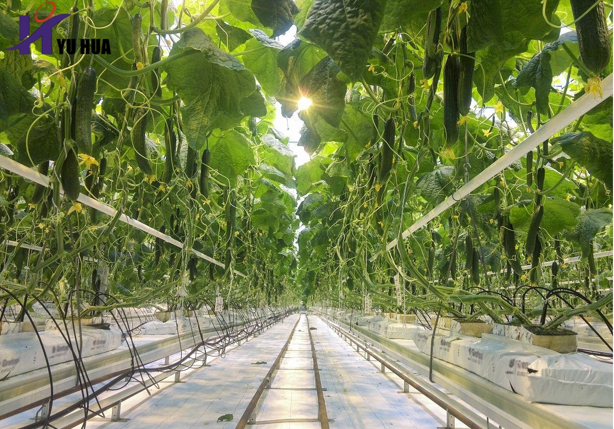 Greenhouse Glass
